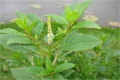 Sphenoclea zeylanica